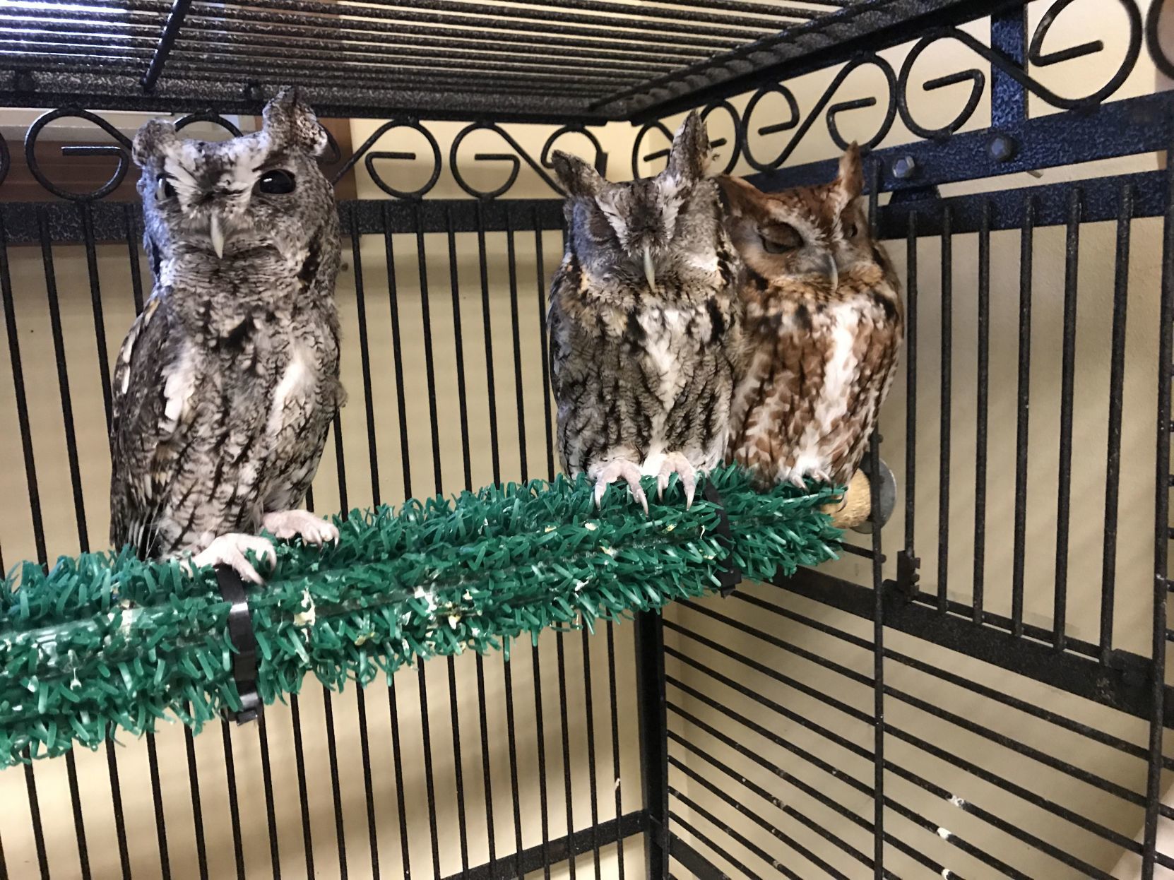 Gallery: Humane Indiana Wildlife and Education Center